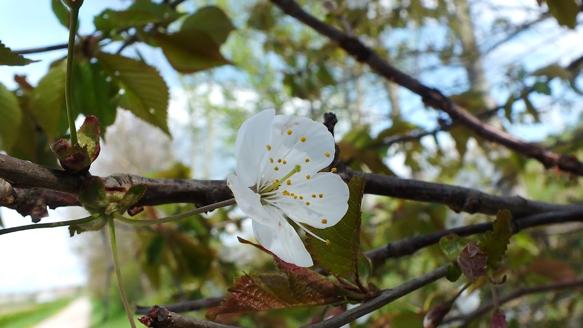 Wild cherry