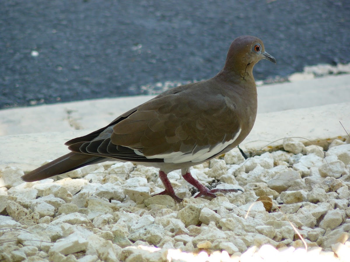 White-winged Dove