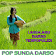 Pop Sunda Darso icon