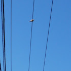 Eurasian Collared Dove