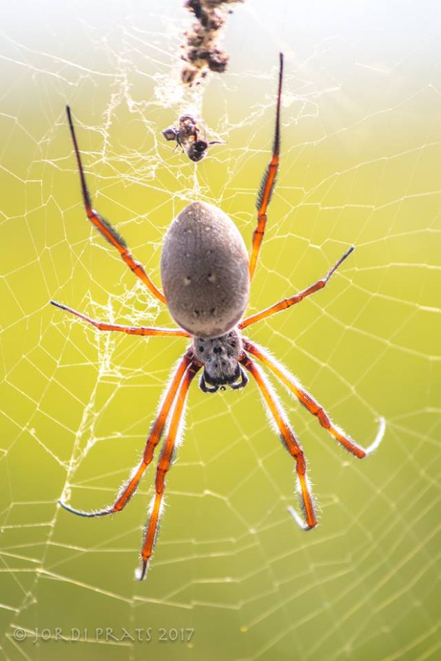 Golden Orb Weaver