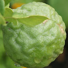 Kaffir Lime