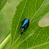 Colorful Foliage Ground Beetle