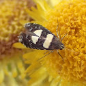 Small flower moth