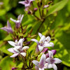 Woodland Bluets