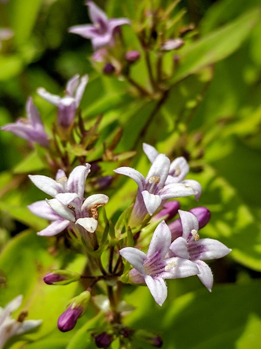 Woodland Bluets