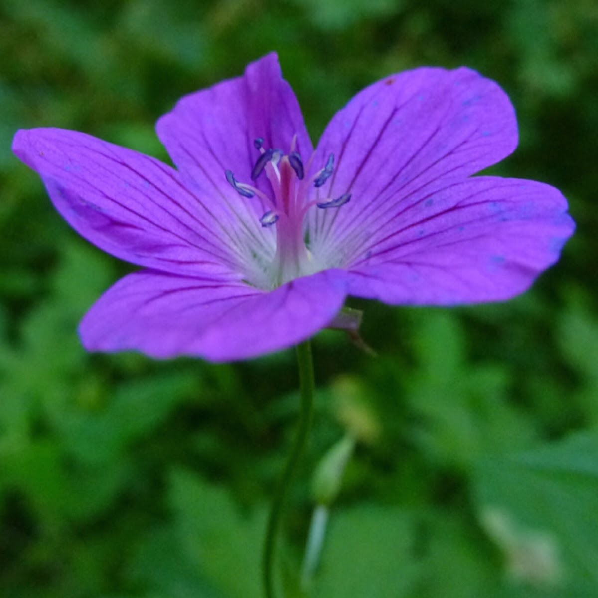 Storchschnabel, Geranium sp.