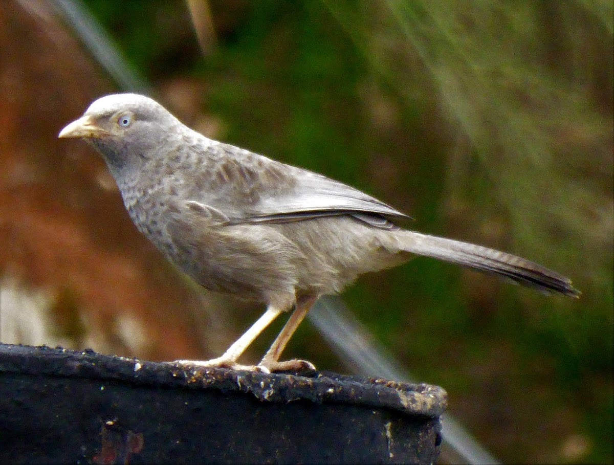 Large Grey Babbler