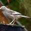 Large Grey Babbler