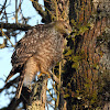 Red-shouldered hawk