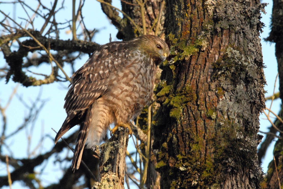 Red-shouldered hawk