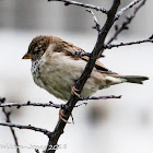 House Sparrow; Gorrión Común