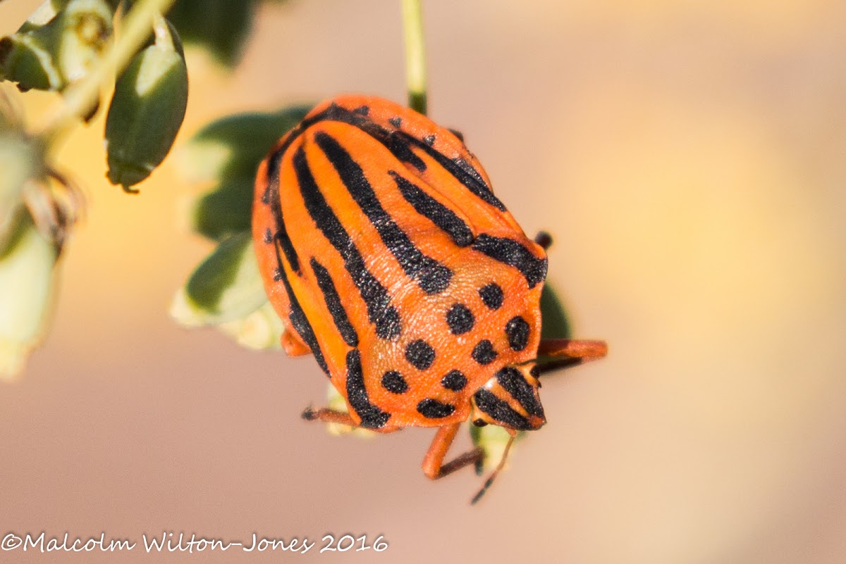 Mediterranean Striped Shield Bug