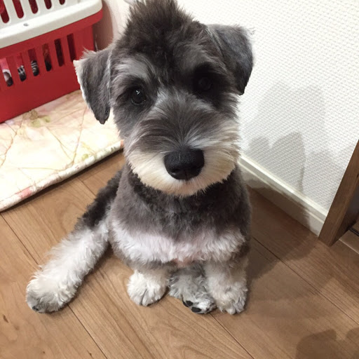 こはくのプロフィール画像