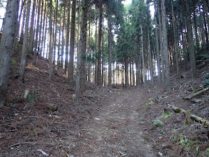 尾根沿いの林道へ