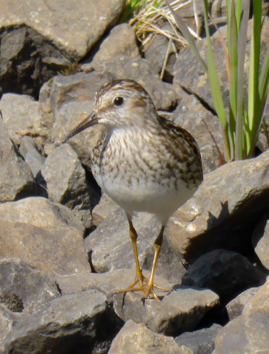 Least Sandpiper