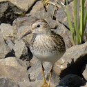 Least Sandpiper