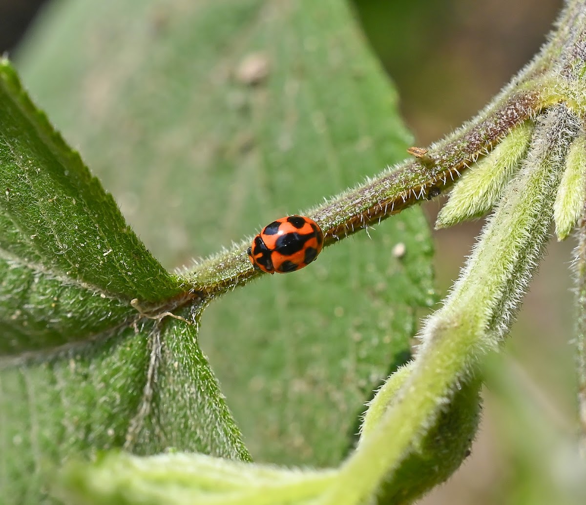 Spurleg Lady Beetle