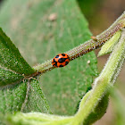 Spurleg Lady Beetle