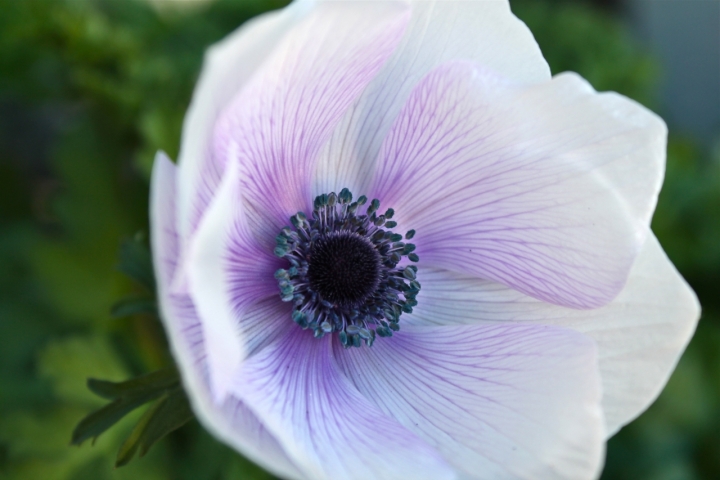 Anemone di Blitiri