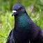 Rock Pigeon (Iridescent Purple And Green)