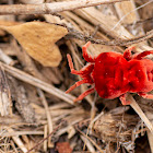 Red Velvet Mite