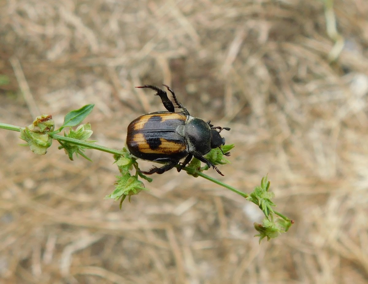 Shining Leaf Chafer