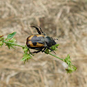 Shining Leaf Chafer