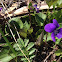 Marsh Blue Violet