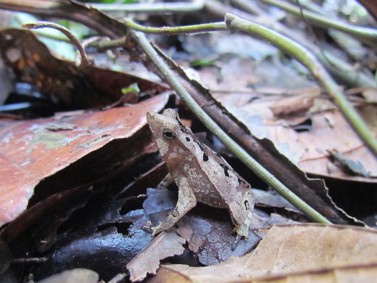 Crested Forest Toad