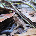 Crested Forest Toad