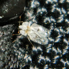 Platanus lace bug