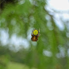 Tropical Orb Weaver