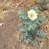 Prickly Poppy