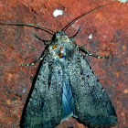 Pearly underwing