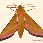 Elephant Hawk Moth