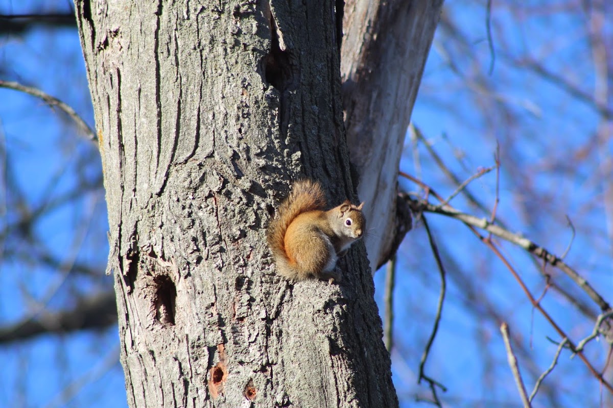 American red squirrel