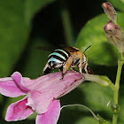 Blue-banded Bee