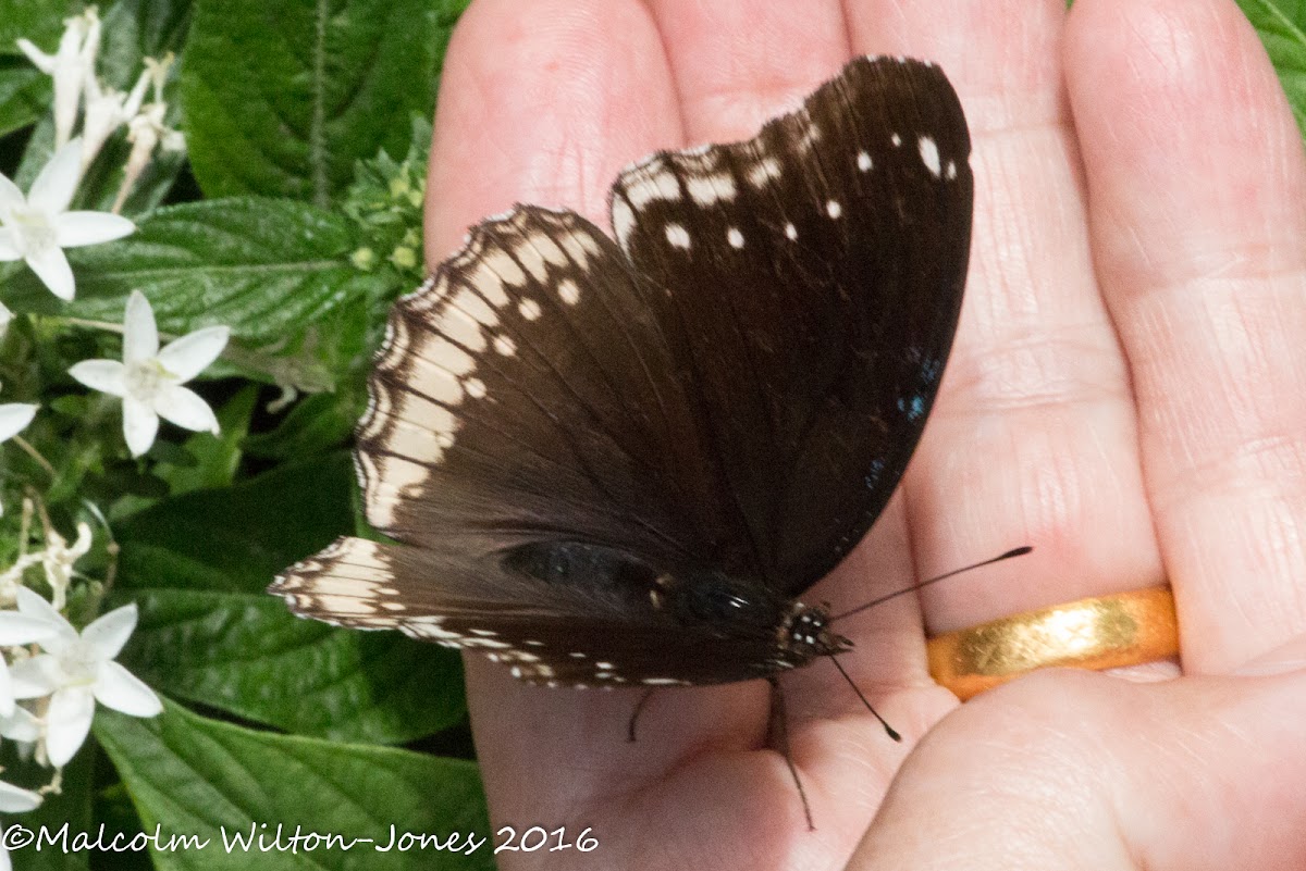 Jacintha Eggfly