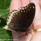 Jacintha Eggfly