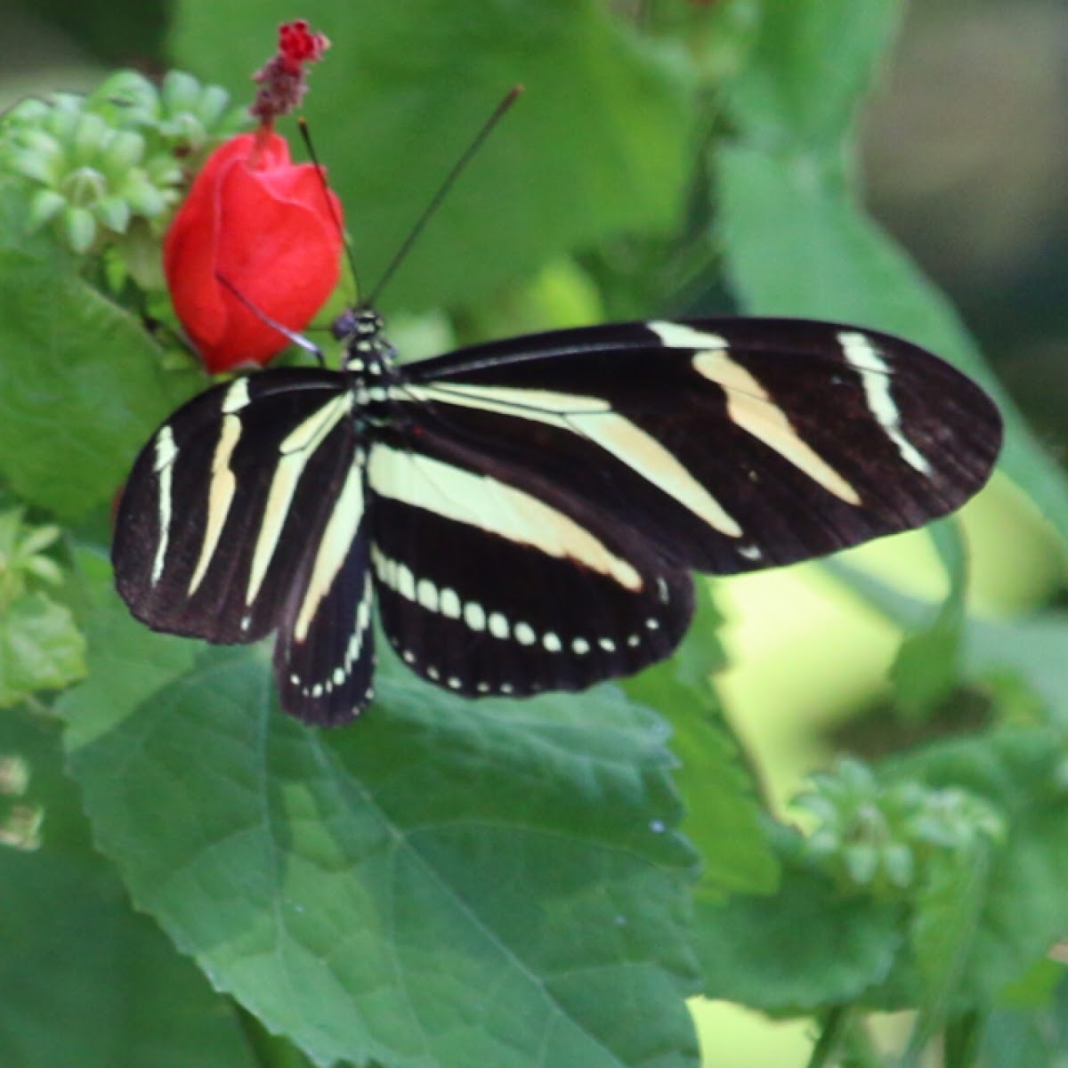 Zebra longwing or zebra heliconian