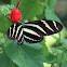 Zebra longwing or zebra heliconian