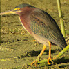 Green Heron