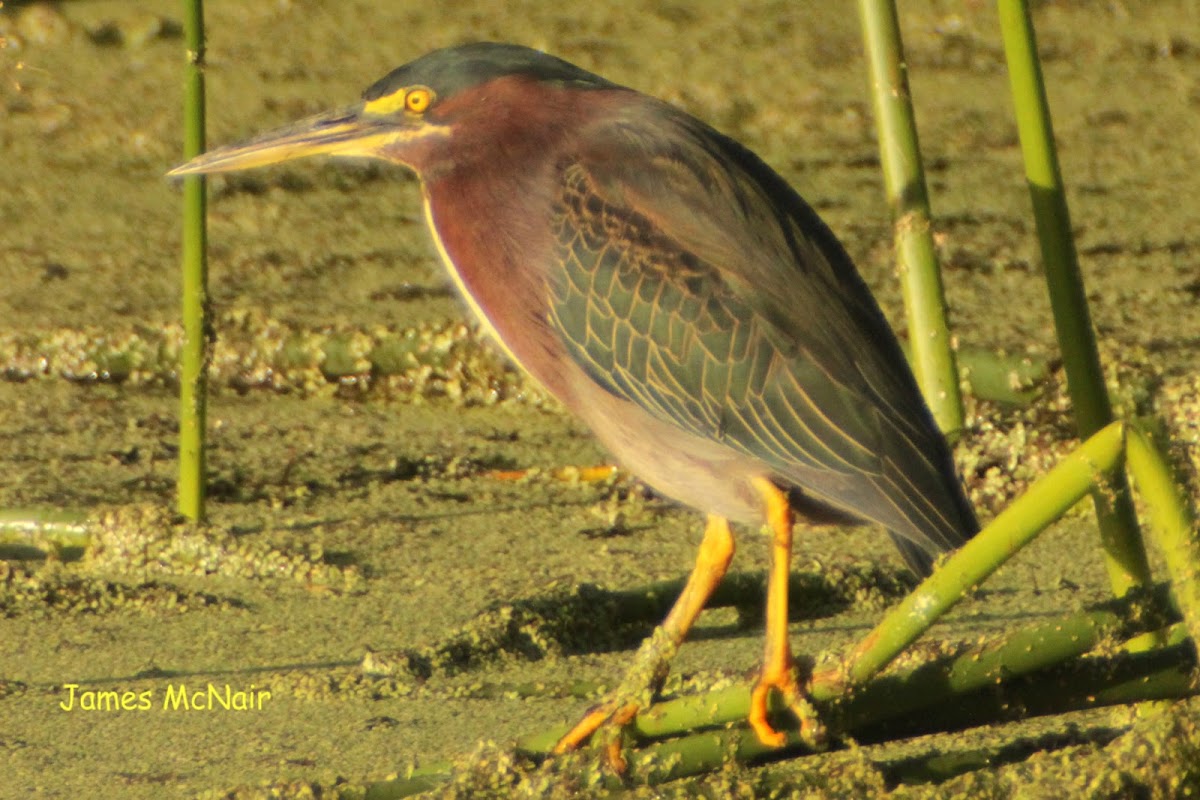 Green Heron