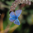 Mariposa ícaro (Common blue butterfly)