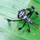 Leaf-footed bug (nymph)