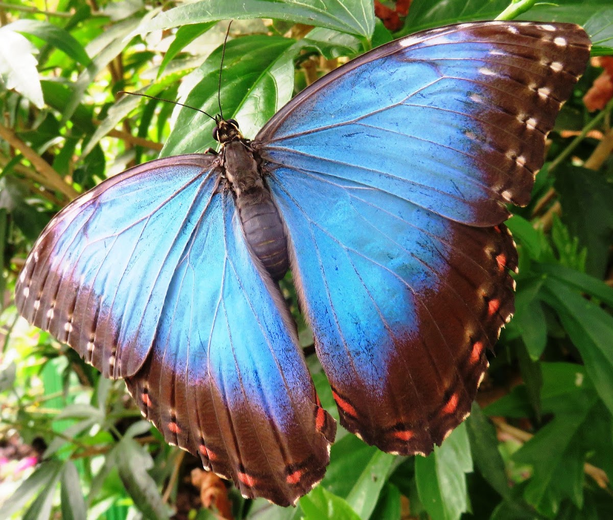 Blue Morpho Butterfly