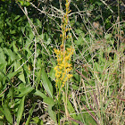 Wand Goldenrod