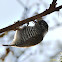 White-barred Piculet