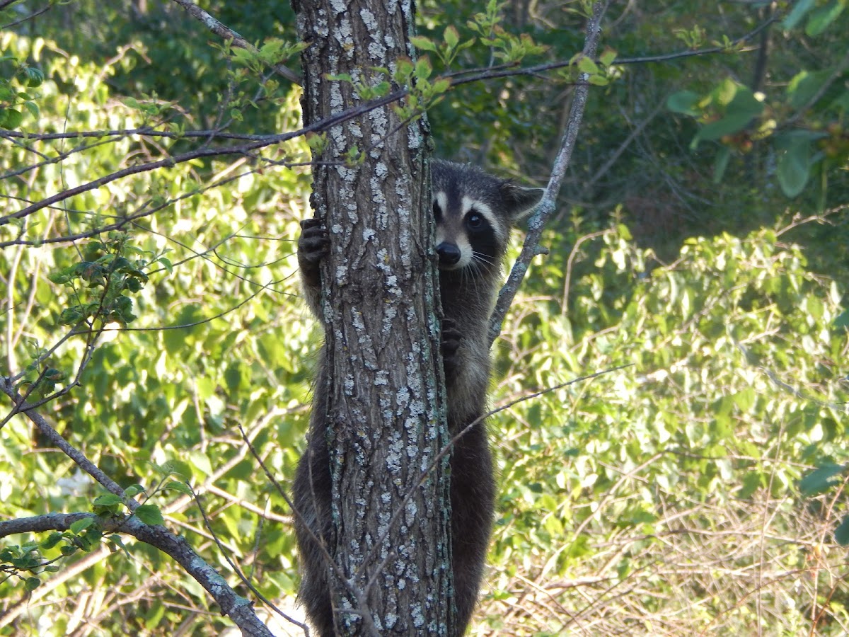 Northern Raccoon